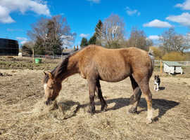 Sweet Registered Rising 16 Year Old Mare