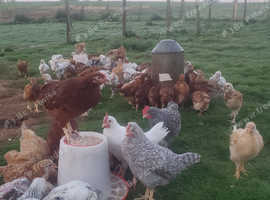 5 weeks old Chicks-Various Breeds