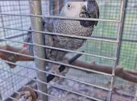 African grey parrot