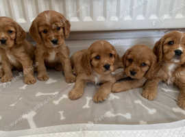 Cavapoo puppies