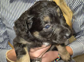 Border collie pups