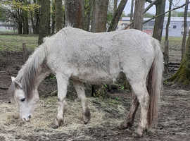 REGISTERED WELSH SECTION A MARE