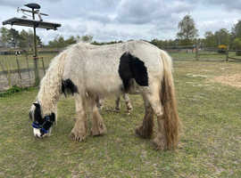 12.2hh Mare ( possibly in foal)