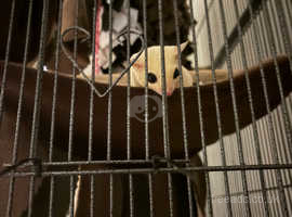 Two lovely sugar gliders with full setup