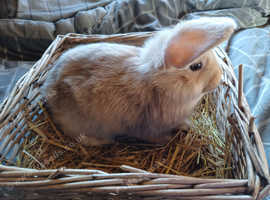 Sweet female mini lop