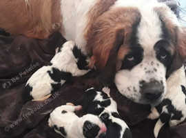 Newfoundland x St Bernard puppies