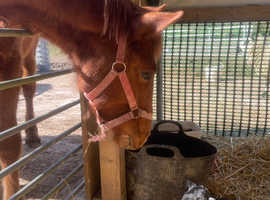 Unusually bred KWPN x Traditional Cob