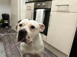 Staffy Cross