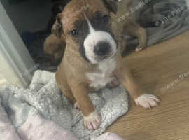 Mix e breed pups