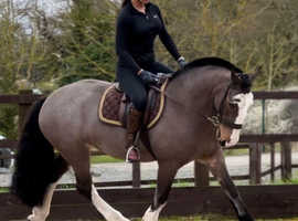 Dapple Grey Horses For Sale in Bexhill