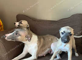 2 beautiful whippet pups for sale