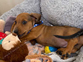 Mini Dachshund  Pups - READY NOW
