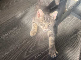 5 month old mixed bengal kitten