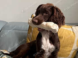 Max in need of a loving home 17 months old.