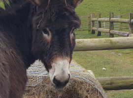 Large female donkey