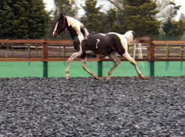 Stunning Skewbald gelding 16/16.1