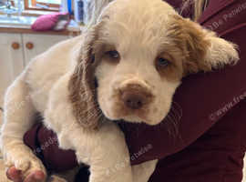 Clumber Spaniel hybrid puppies
