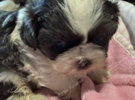 Just 2 Beautiful Shih Tzu puppies left, a boy & a girl