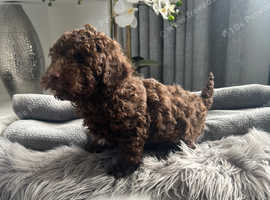 Toy poodle puppy