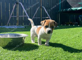 KC Reg Beautiful Jack Russell puppies for sale