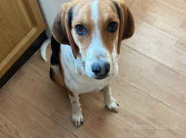 boy puppy 9 months needs a home ( ready to go now )