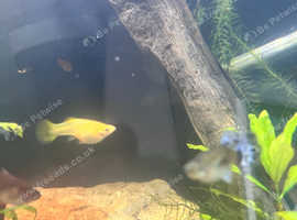 Guppy for sale