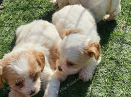 Cavachon Puppies