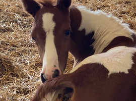 High percentage Tobiano filly.