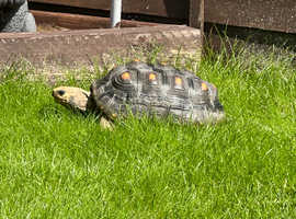 Adult female redfoot tortoise