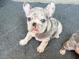 French bulldog pups ready to leave