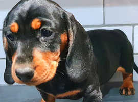 OUTSTANDING MINITURE DACHSUND PUPS AVAILABLE