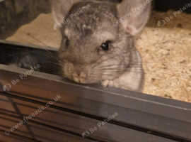 Male Chinchilla
