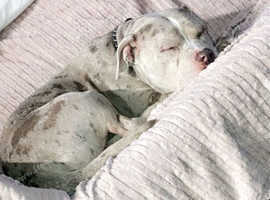 Male merle pocket bully