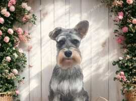 Miniature schnauzer