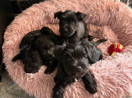 BEAUTIFUL BLACK MINIATURE SCHNAUZER PUPPIES KC REG