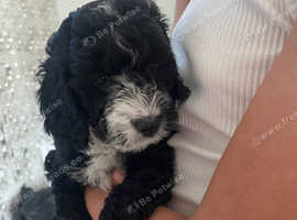 Beautiful male cockapoo puppy