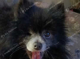 Pomeranian STUD KC Reg & Proven