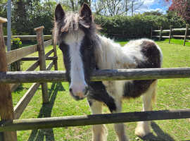 9 month old Irish Cob