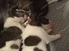 Husky akita puppie