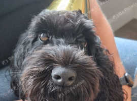 Female Cockapoo for sale