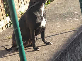 Staffordshire bull terrier