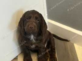 cocker spaniel's