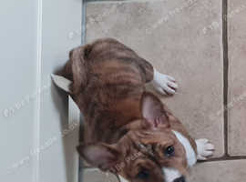 Brindle basenji female