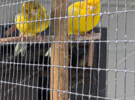 Border Canary's