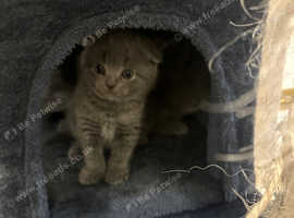 Beautiful Scottish Fold girls