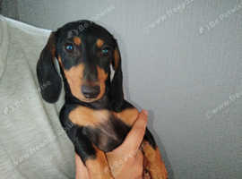 miniature dachshund