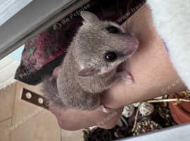 African dwarf dormice