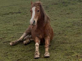 Super loving lead rein pony!