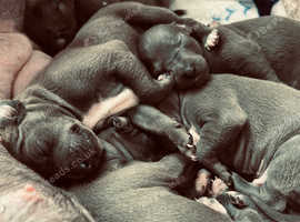 Italian greyhound puppies