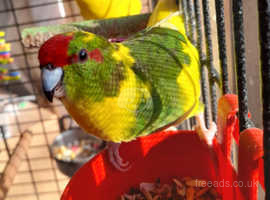 Bird /Parrot Rehoming